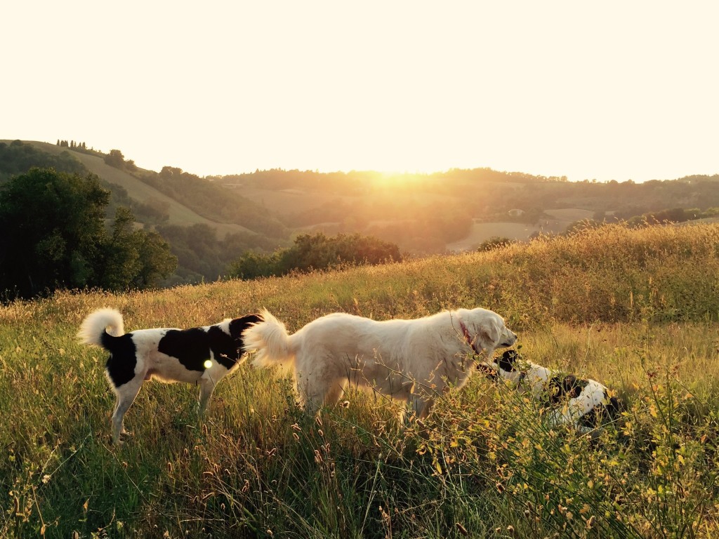 dogs.jpg